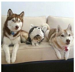 要哈士奇大腚娱乐吃瓜酱,吃瓜酱带你领略萌宠界的欢乐盛宴